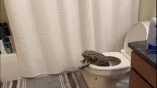 مقطع الضفدع والبنت كامل بدون حذف